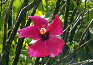 Wunderschöne Hibiskusblüte im botanischen Garten auf Maui