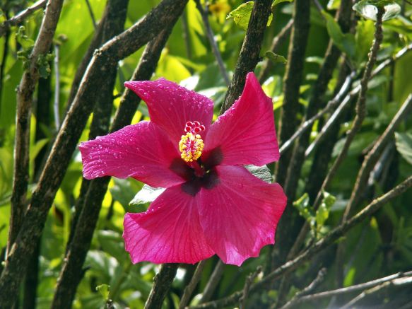Wunderschöne Hibiskusblüte im botanischen Garten auf Maui