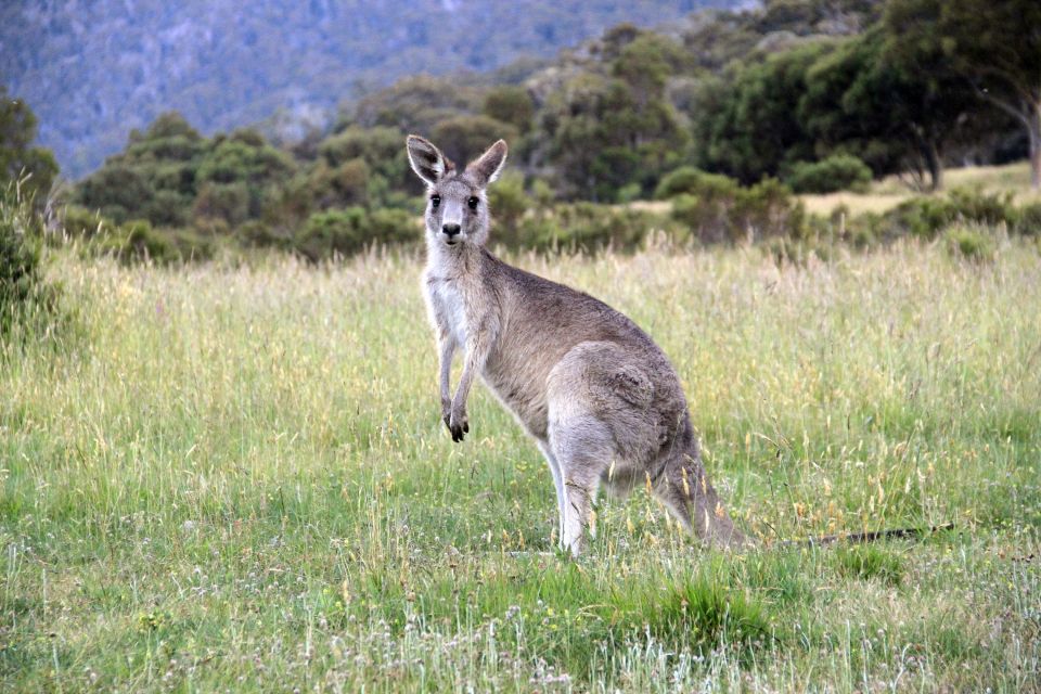Känguru auf Entdeckungstour