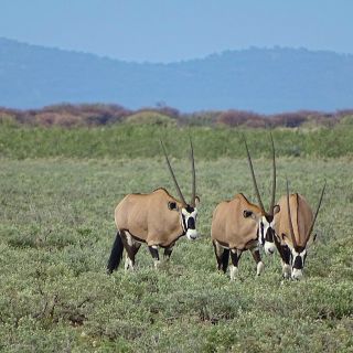 Etosha-Nationalpark, Oryxantilopen