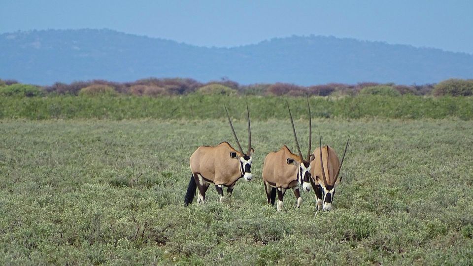 Etosha-Nationalpark, Oryxantilopen