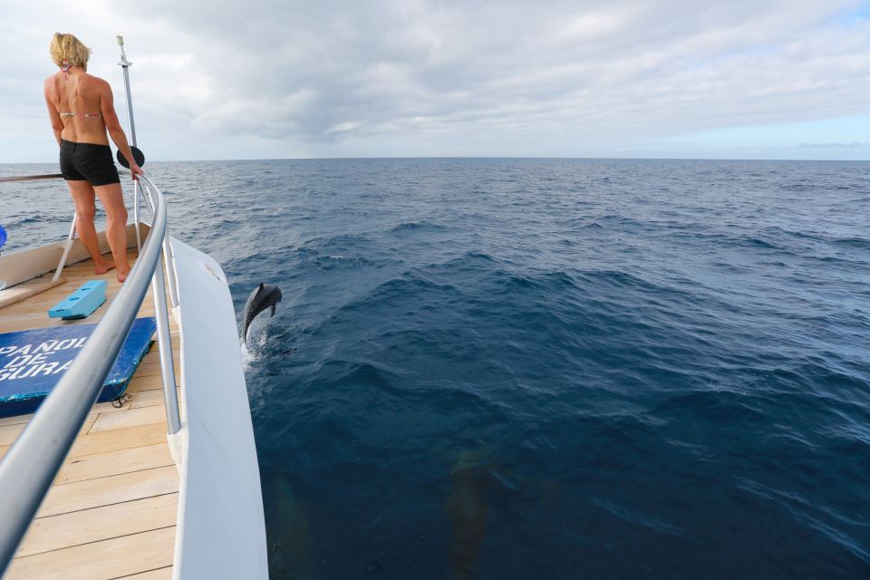 Was für ein Erlebnis – Bei der Überfahrt zwischen den Inseln kann man springende Delphine am Bug des Katamarans Archipell bestaunen…Kreuzfahrtkatamaran Archipell I