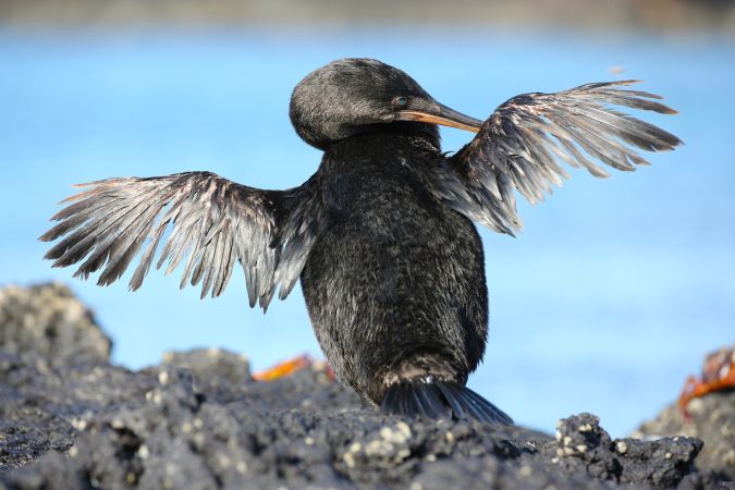 Was für eine „tragische“ Bildaussage: Der Galapagoskormoran trocknet aufmerksam seine Flügel, obwohl er damit nicht mehr in der Lage ist, zu fliegen.  © Diamir