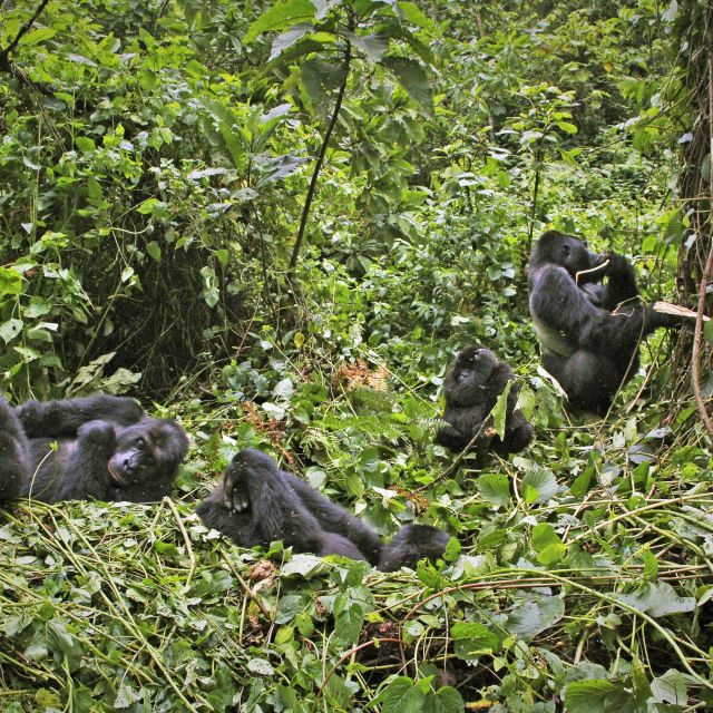 Gruppe von Gorillas