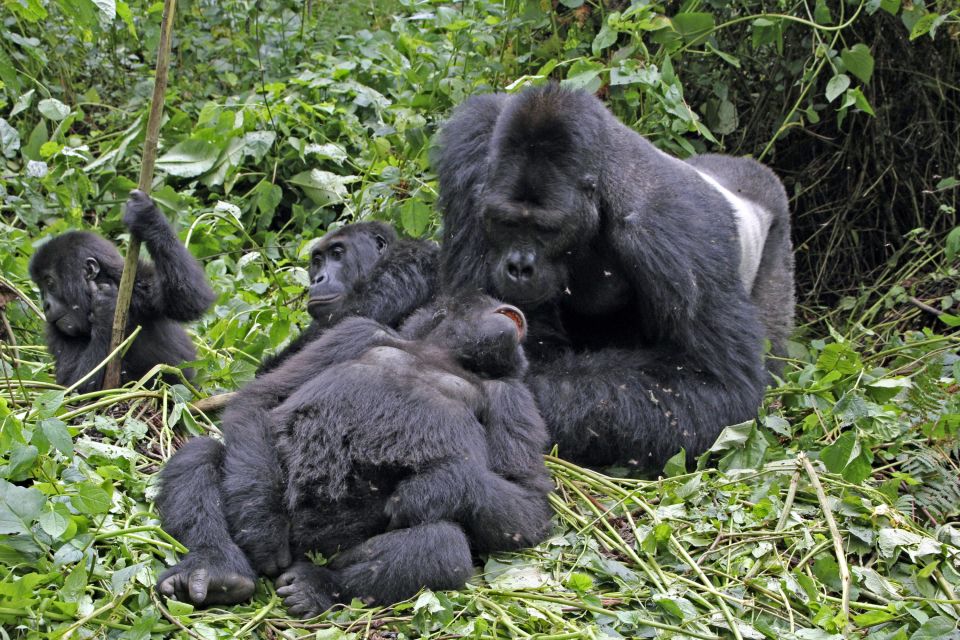 Gorillafamilie