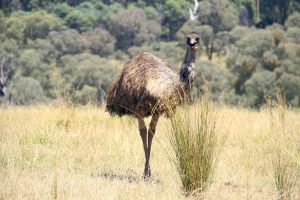 Ein Emu in freier Wildbahn