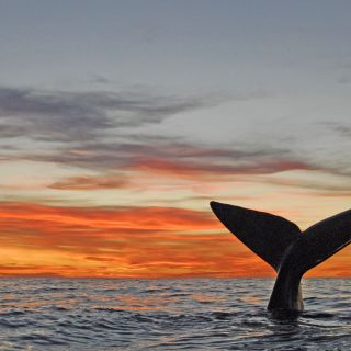 Walfluke im Sonnenuntergang