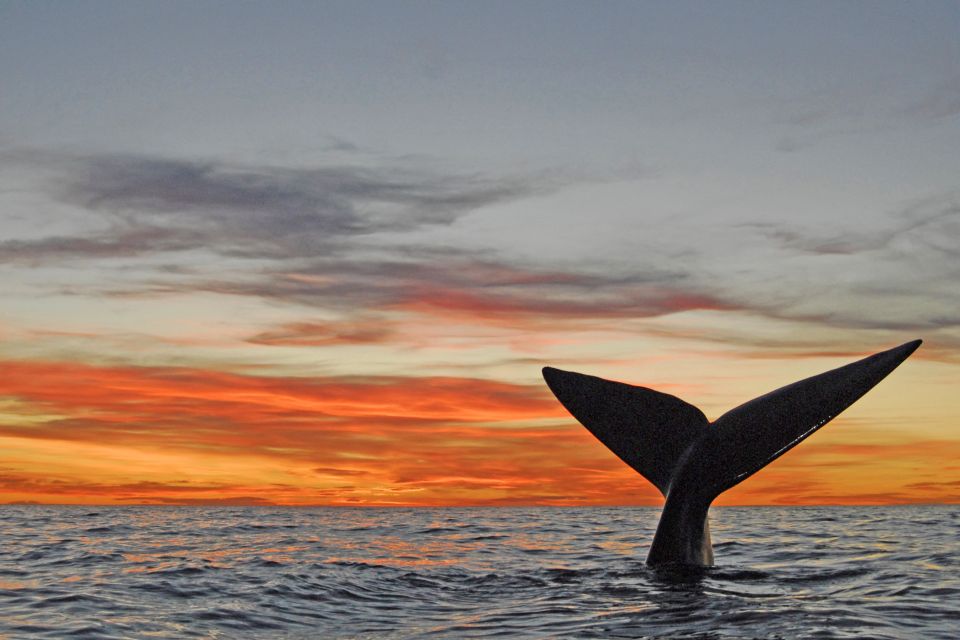 Walfluke im Sonnenuntergang