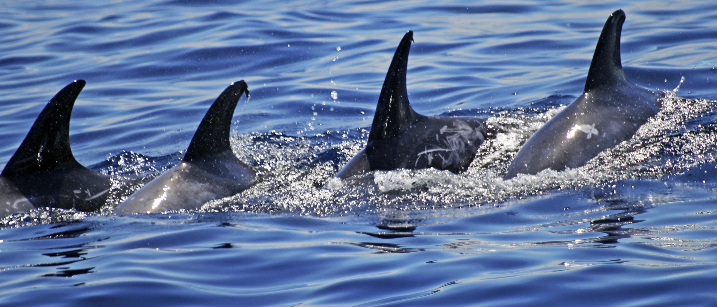 Rundkopfdelfine in Gruppe