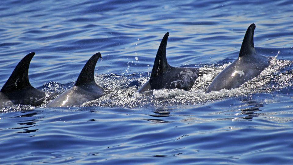 Rundkopfdelfine in Gruppe