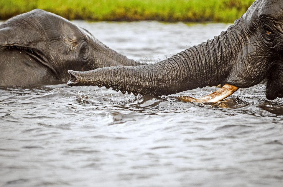 Elefantenbegegnung im Chobe-Nationalpark