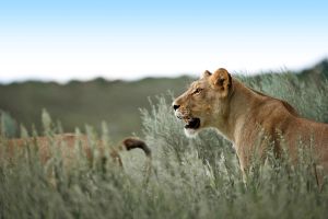 Löwen im Kgalagadi Transfrontier Park