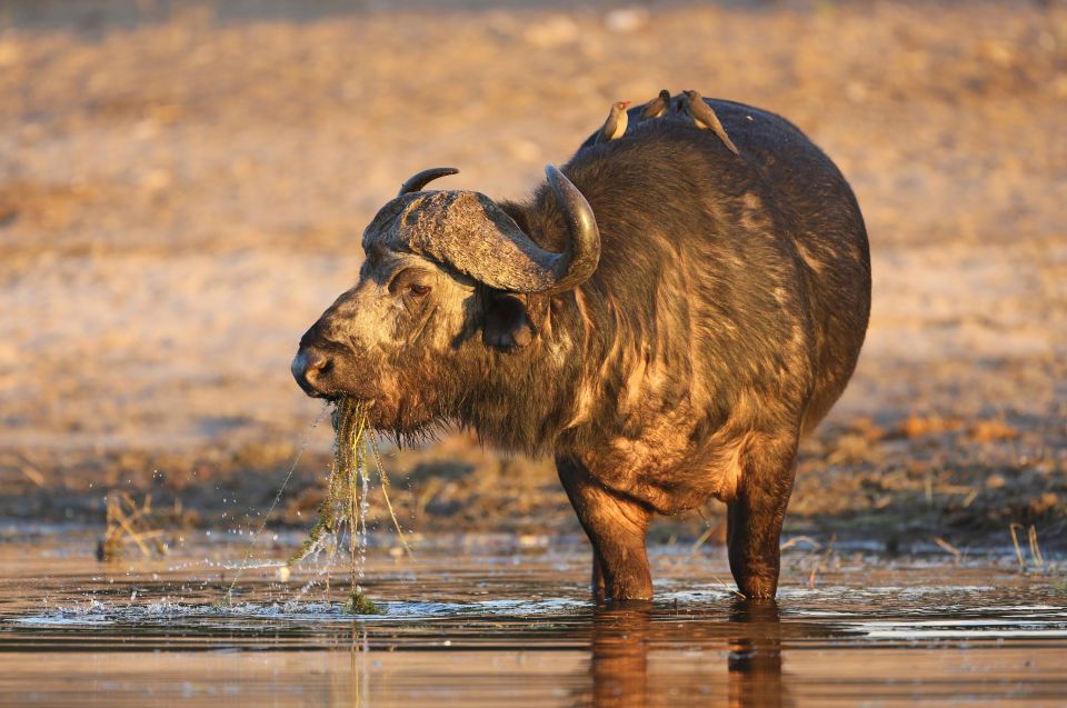 Wasserbüffel in Botswana