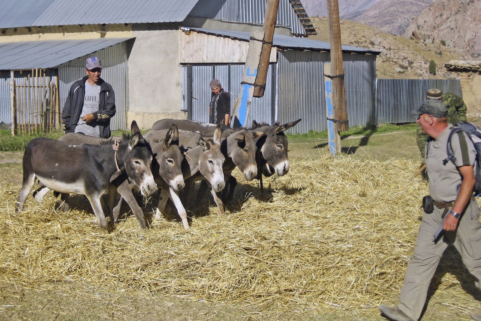 Begegnung auf dem Rückweg – Es ist Erntezeit und Esel dreschen das Korn aus dem Getreide