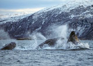 Buckelwale bei der Nahrungsaufnahme in Norwegen