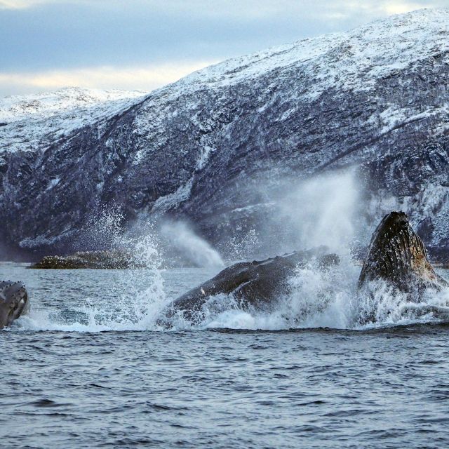 Buckelwale bei der Nahrungsaufnahme in Norwegen