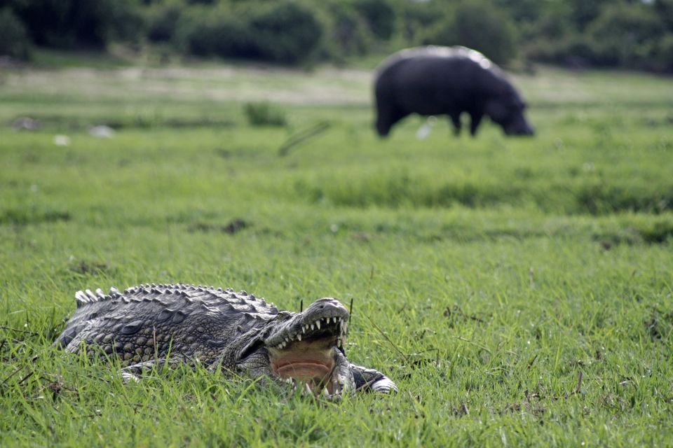 Krokodil und Nilpferd im Chobe-Nationalpark