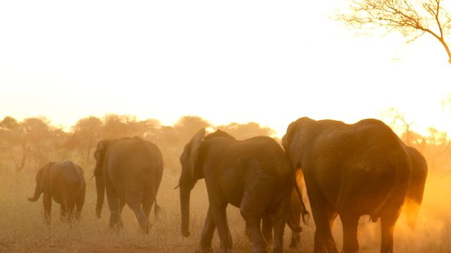 Elefanten streifen durch den Tarangire Nationalpark