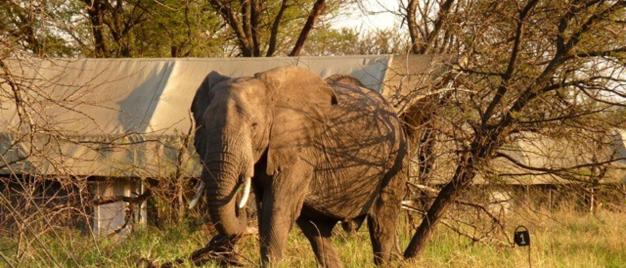 Ein Elefant zu Besuch im Olakira Camp