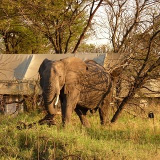 Ein Elefant zu Besuch im Olakira Camp