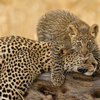 Leoparden im Tarangire NP