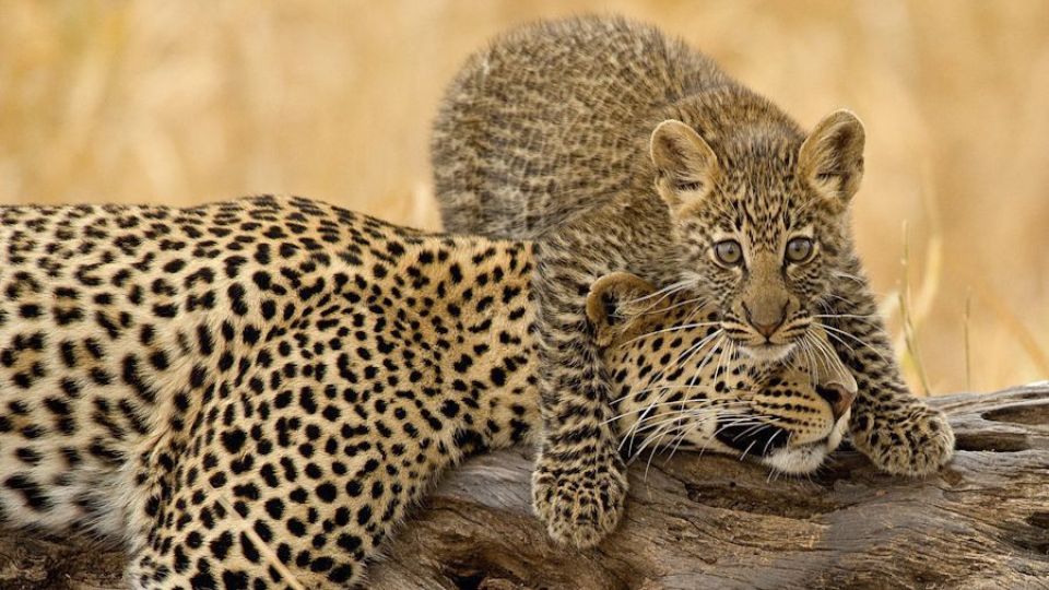 Leoparden im Tarangire NP