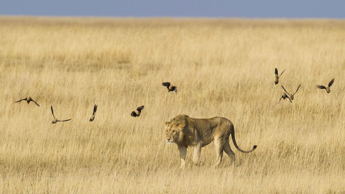 Ein Löwe im Serengeti Nationalpark