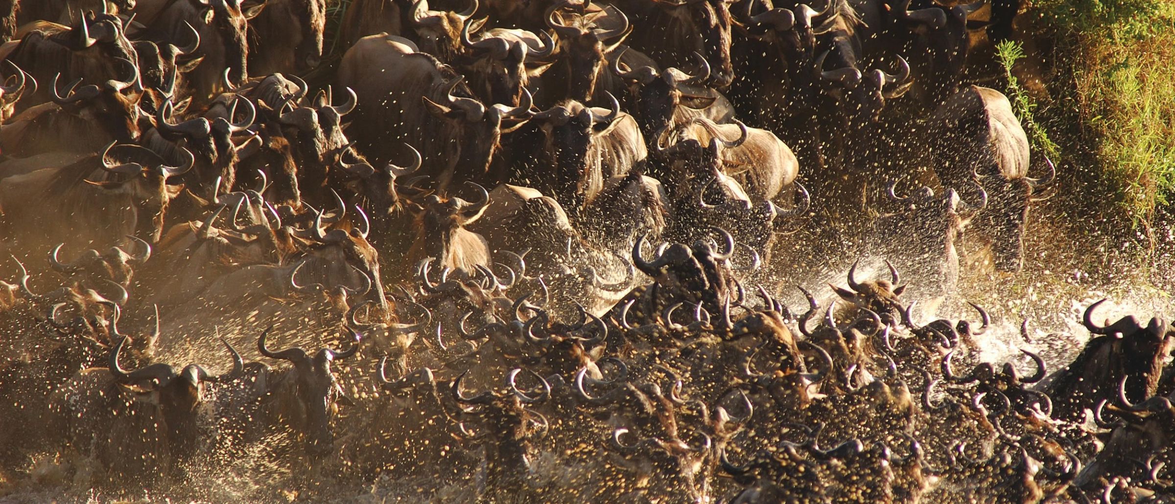 Große Tiermigration in der Serengeti