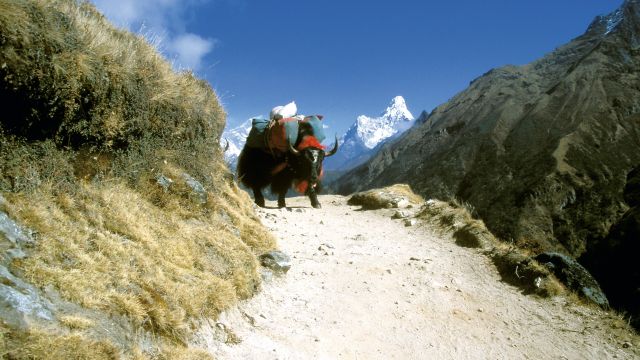 Yak im Everest-Gebiet mit Ama Dablam im Hintergrund