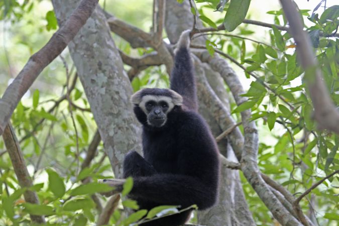 Gibbon in Angkor © Diamir