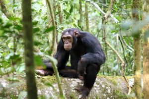 Schimpanse nachdenklich