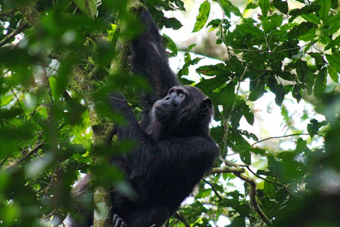 Schimpanse © Diamir