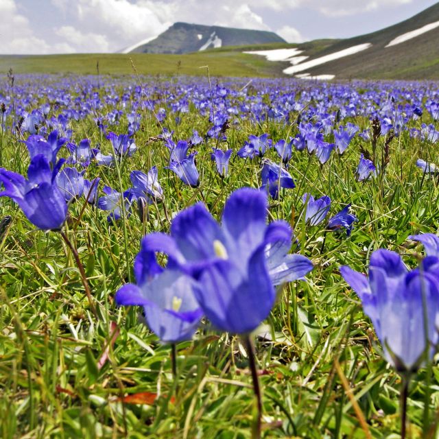 Blumenwiese im Armenischen Hochland
