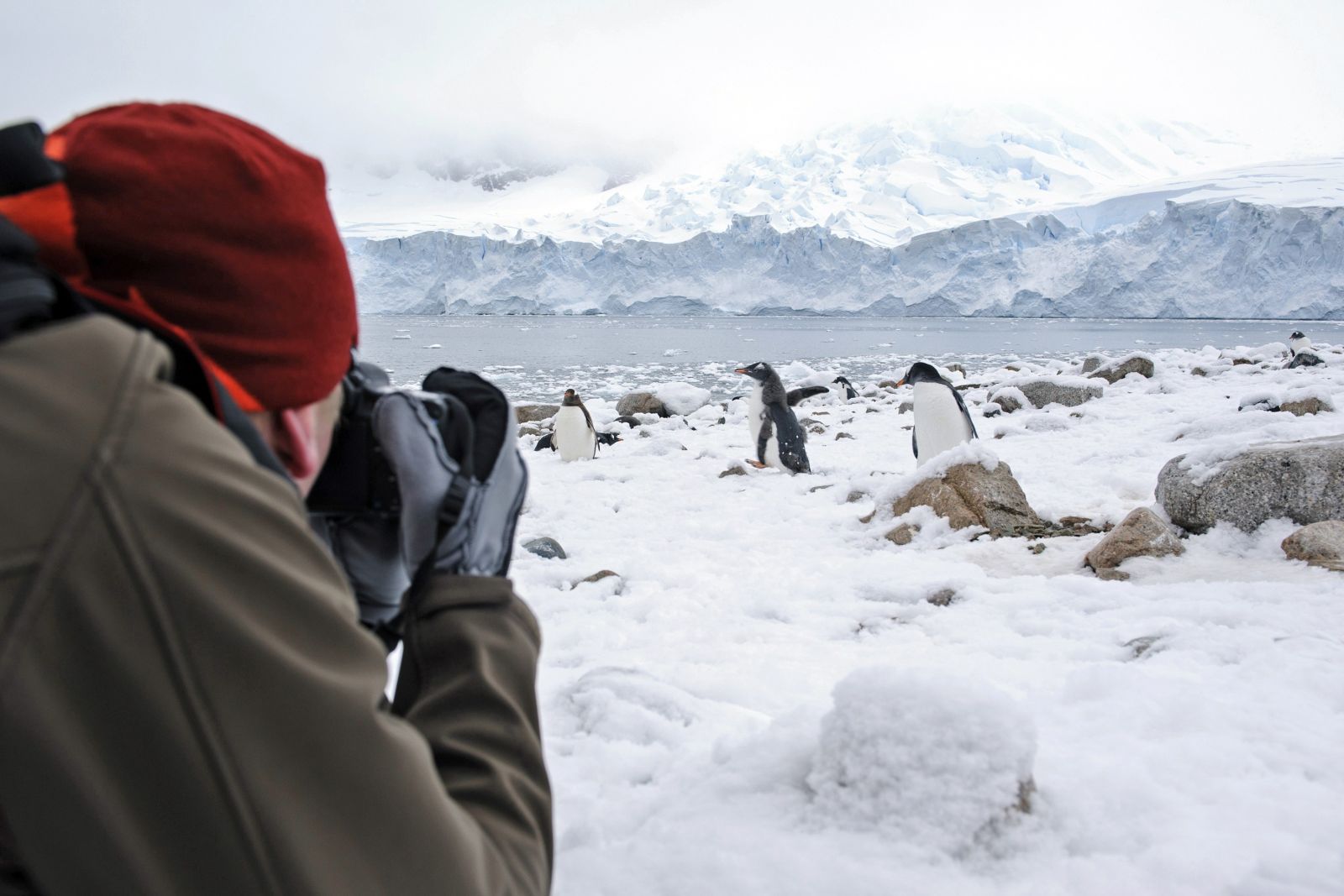 Fotografieren mitten in der Pinguinkolonie
