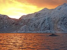 Wale im Fjord Abendlicht