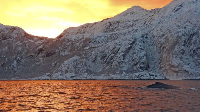 Wale im Fjord Abendlicht