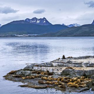 Seelöwenkolonie im Beagle-Kanal, Tierra del Fuego NP