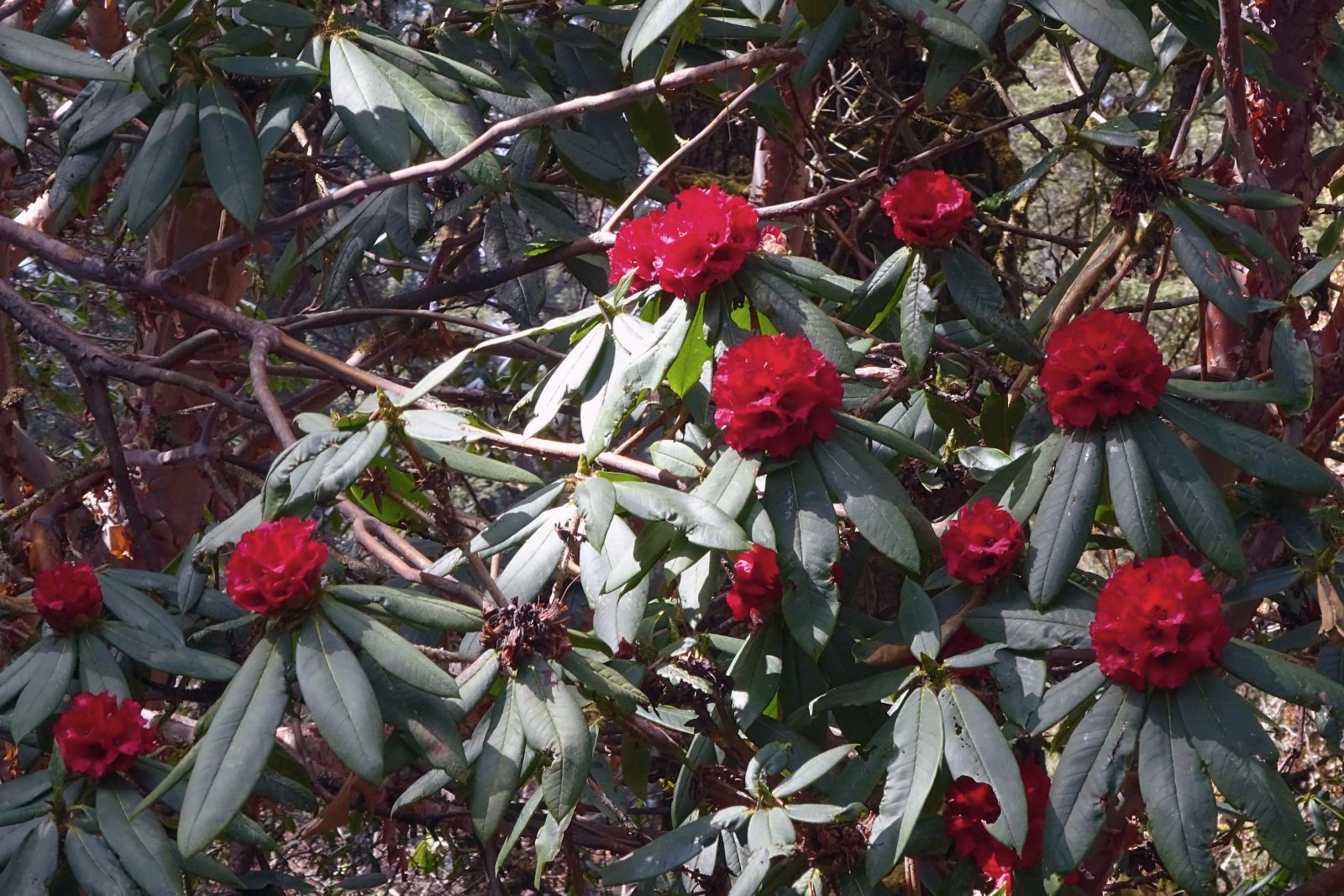 Frühjahrsblüte der Rhododendren