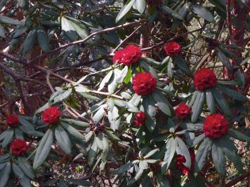 Frühjahrsblüte der Rhododendren
