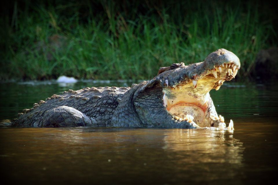 Das mächtige Gebiss eines Krokodils