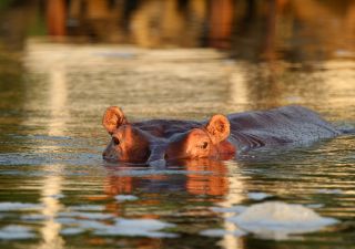 Flusspferd im Murchison Falls NP