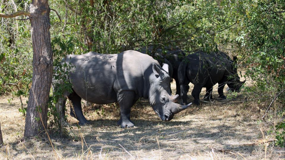Nashörner im ZIWA-Schutzgebiet