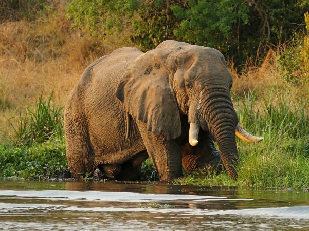 Elefant am Wasser im Murchison Falls NP © Diamir