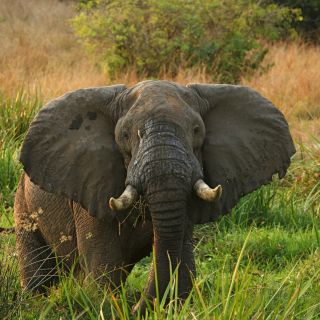 Elefant im Murchison Falls NP
