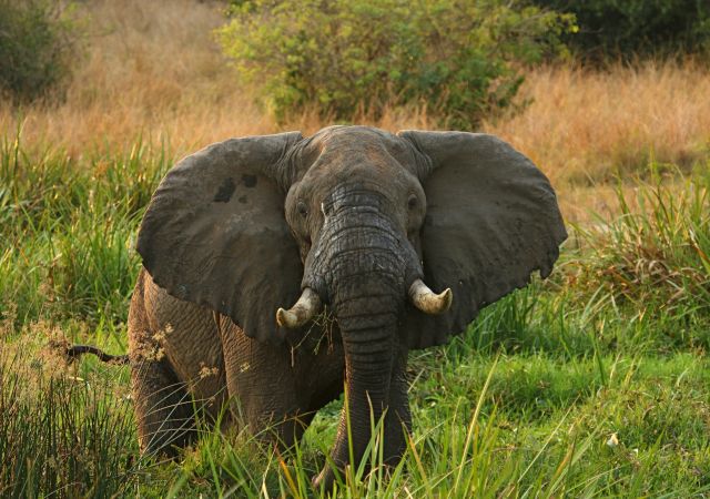 Elefant im Murchison Falls NP
