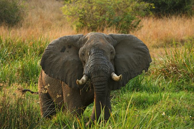 Elefant im Murchison Falls NP © Diamir
