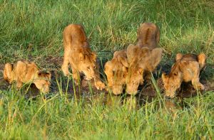 Durstige Löwen
