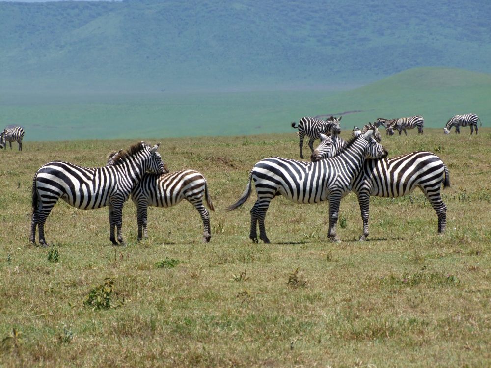 TANKOF2_060216_4FMU_Zebraherde_im_Ngorongoro_Krater.jpg