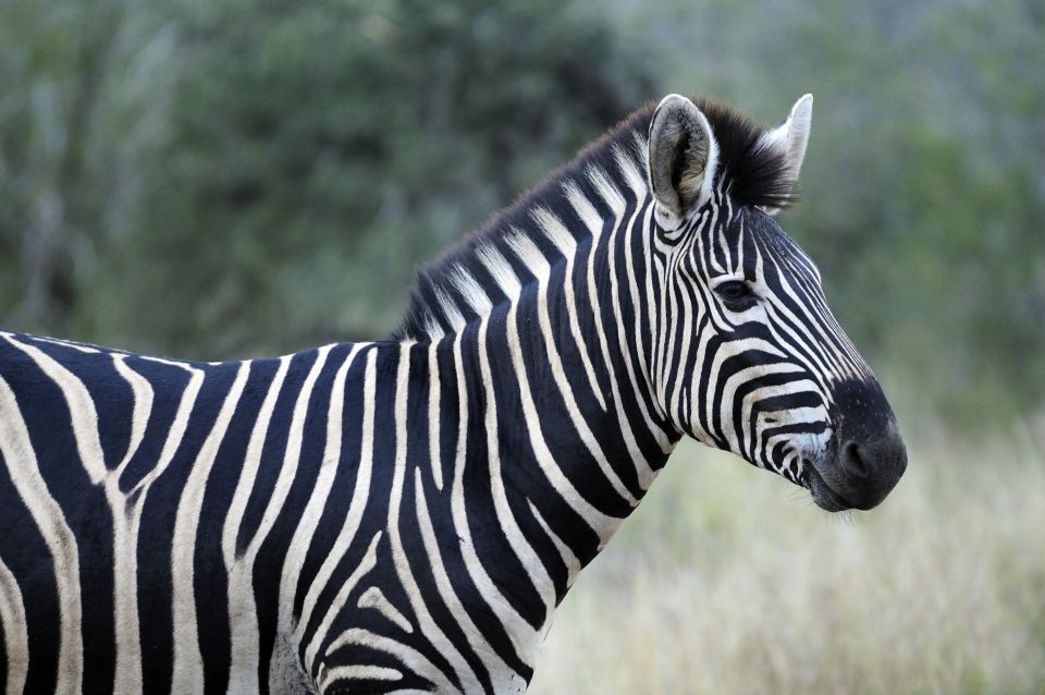 Zebra, Krüger-Nationalpark, Südafrika