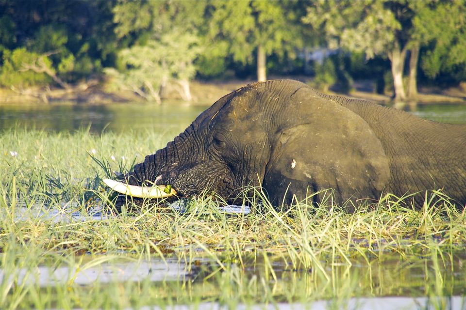 Elefant im Okavango-Delta